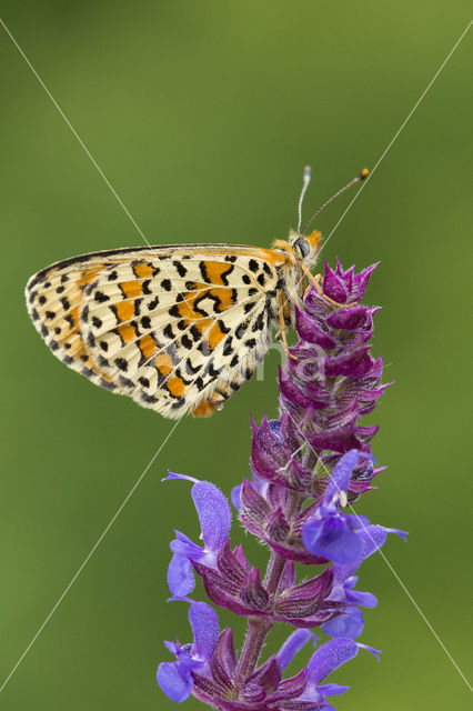 Tweekleurige parelmoervlinder (Melitaea didyma)