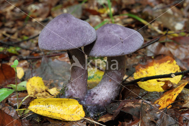 Purple Cort (Cortinarius violaceus)