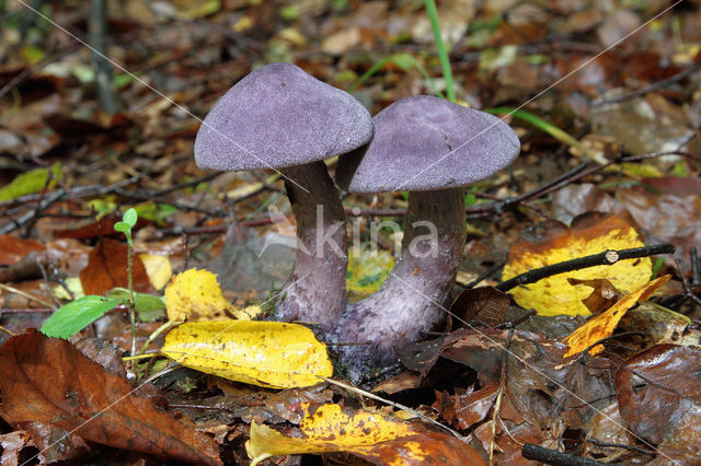 Violette gordijnzwam (Cortinarius violaceus)