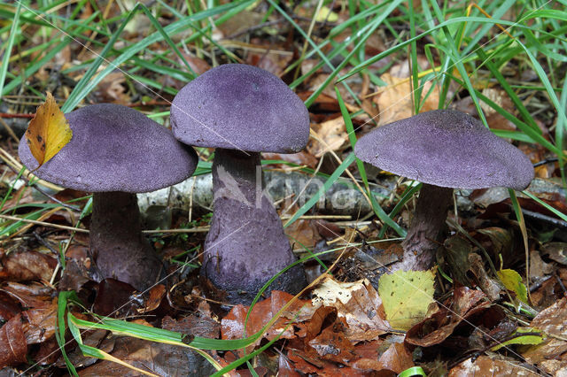 Purple Cort (Cortinarius violaceus)