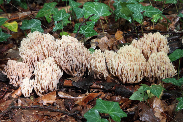 Upright coral (Ramaria stricta)