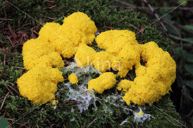 Scrambled egg slime (Fuligo septica)