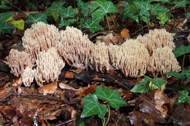 Upright coral (Ramaria stricta)