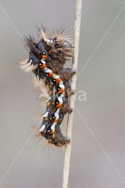 Knot Grass (Acronicta rumicis)