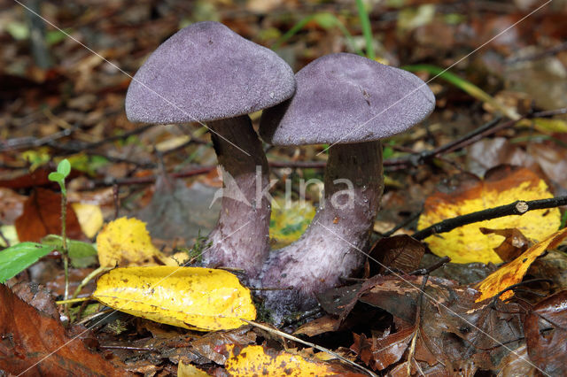 Purple Cort (Cortinarius violaceus)