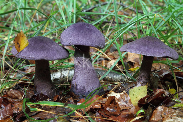 Purple Cort (Cortinarius violaceus)