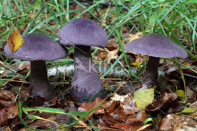 Violette gordijnzwam (Cortinarius violaceus)