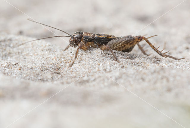 Wood-cricket (Nemobius sylvestris)