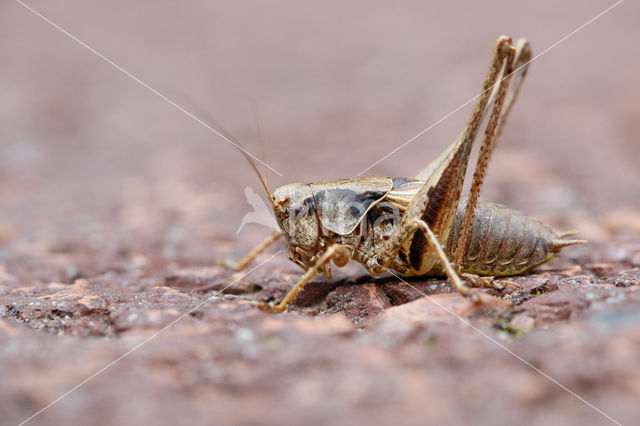 Bramensprinkhaan (Pholidoptera griseoaptera)