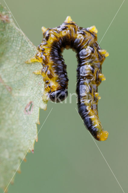 Craesus latipes