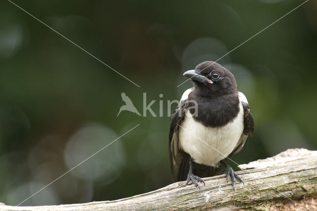 Black-billed Magpie (Pica pica)