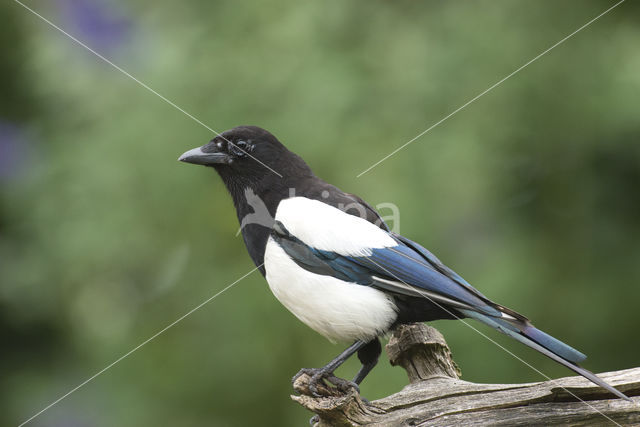 Black-billed Magpie (Pica pica)