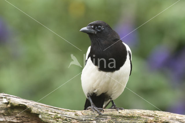 Black-billed Magpie (Pica pica)