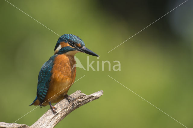 IJsvogel (Alcedo atthis)