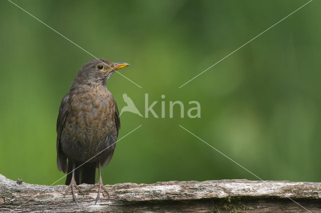 Eurasian Blackbird (Turdus merula)