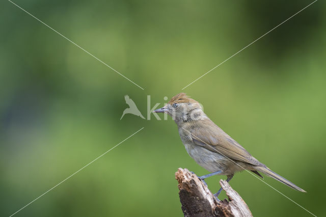 Blackcap (Sylvia atricapilla)