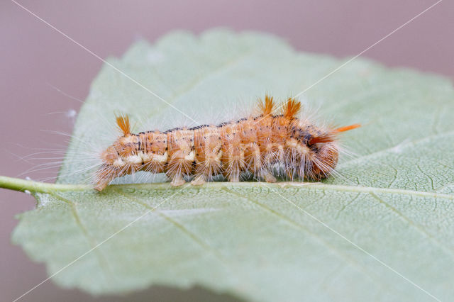 Nut-tree Tussock (Colocasia coryli)