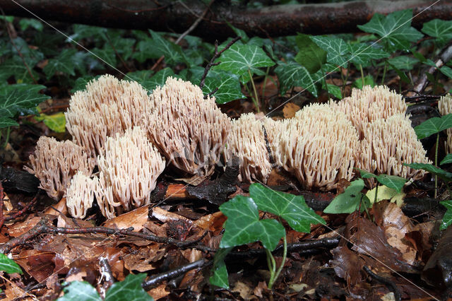 Upright coral (Ramaria stricta)