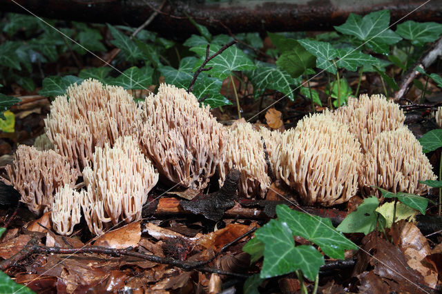 Upright coral (Ramaria stricta)