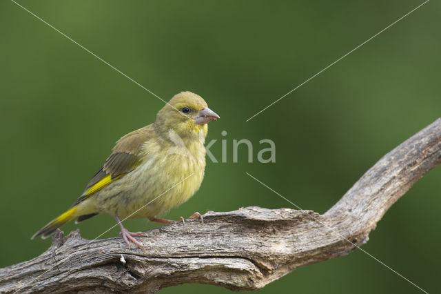 European Greenfinch (Carduelis chloris)