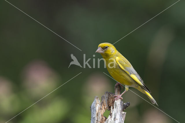 Groenling (Carduelis chloris)