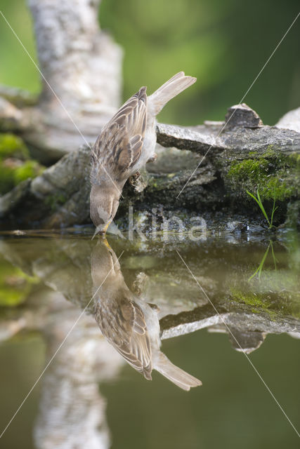 Groenling (Carduelis chloris)