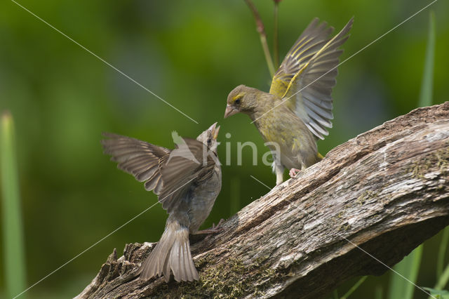 Groenling (Carduelis chloris)