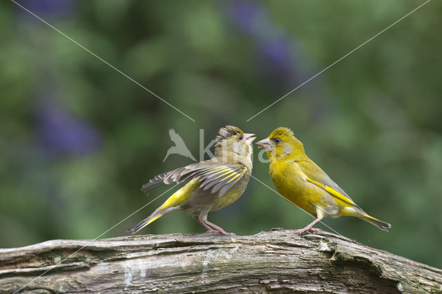 Groenling (Carduelis chloris)