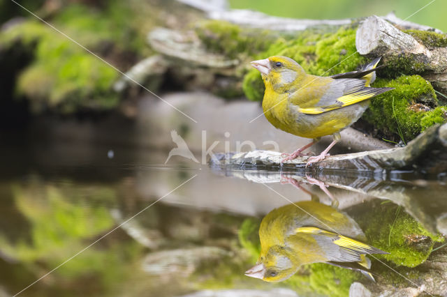 Groenling (Carduelis chloris)