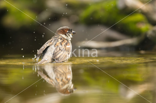 Huismus (Passer domesticus)