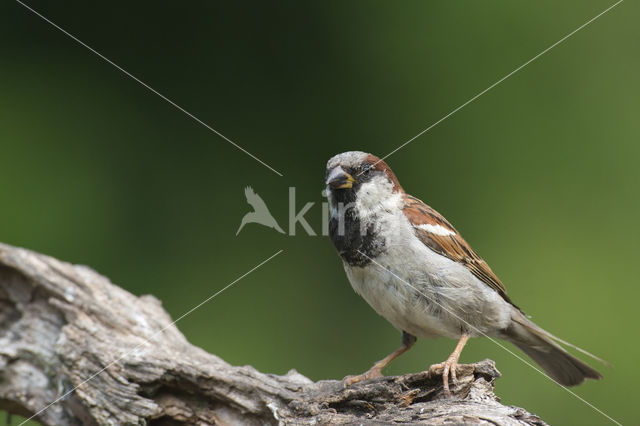 House Sparrow (Passer domesticus)