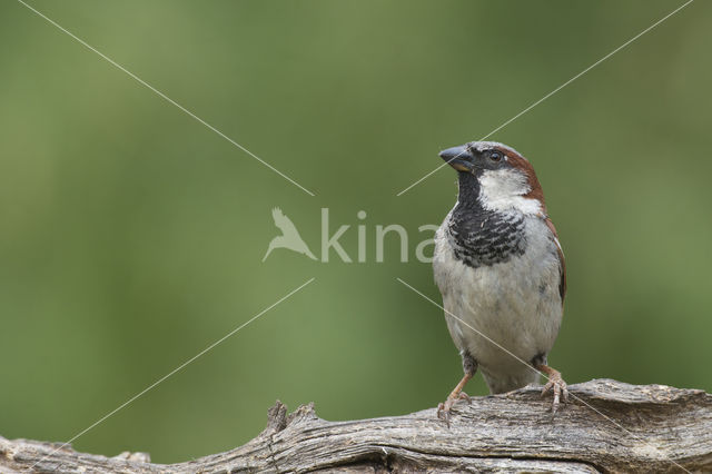 House Sparrow (Passer domesticus)