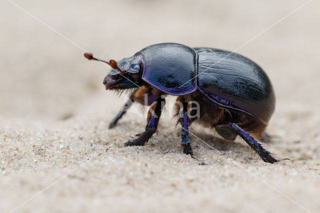 Dung beetle