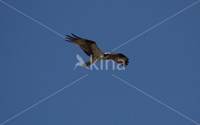 Visarend (Pandion haliaetus)