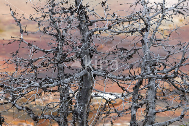 Yellowstone national park