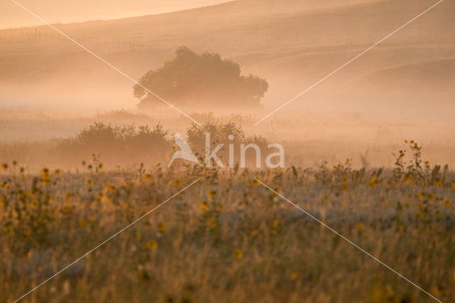 Zonnebloem (Helianthus annuus)