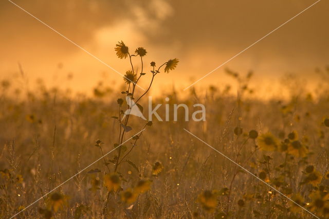 Common Annual Sunflower (Helianthus annuus)