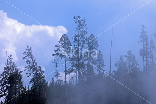 Yellowstone national park