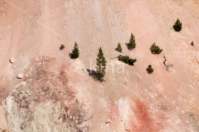 Yellowstone National Park