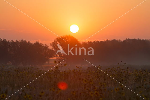 Common Annual Sunflower (Helianthus annuus)