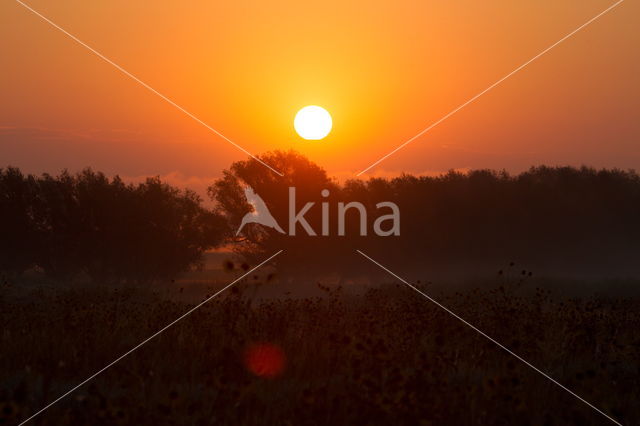 Common Annual Sunflower (Helianthus annuus)