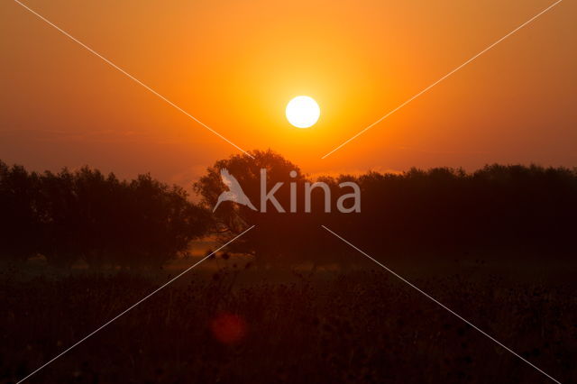 Common Annual Sunflower (Helianthus annuus)