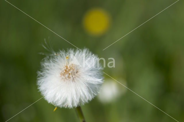 Coltsfoot (Tussilago farfara)