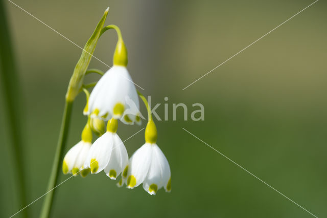 Lenteklokje (Leucojum vernum)