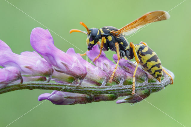 Paper wasp (Polistes dominulus)