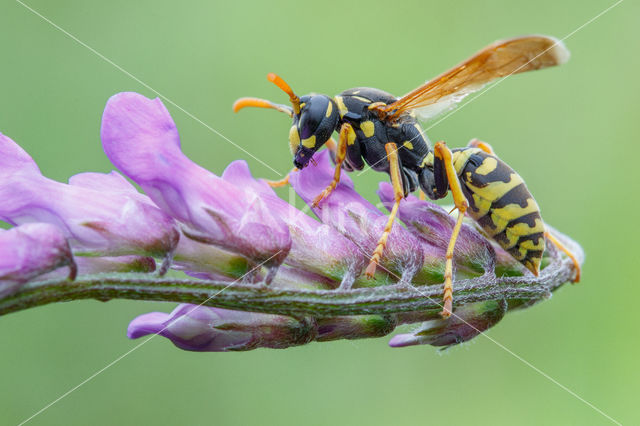 Franse Veldwesp (Polistes dominulus)