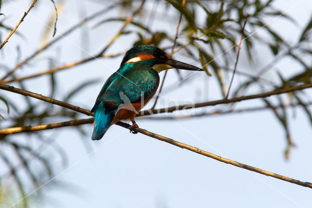 Kingfisher (Alcedo atthis)