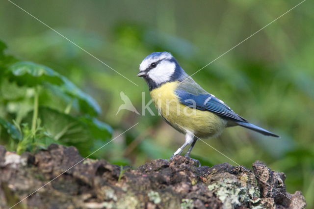 Blue Tit (Parus caeruleus)