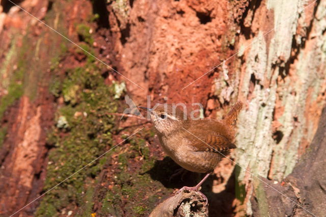 Winterkoning (Troglodytes troglodytes)