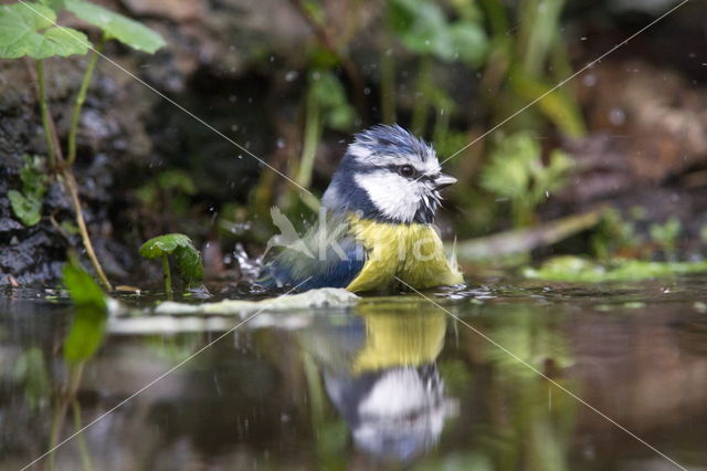 Blue Tit (Parus caeruleus)